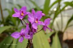 Spathoglottis plicata